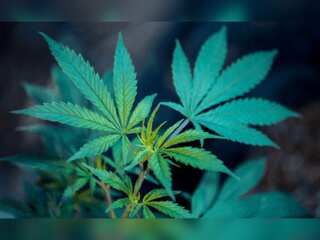 Thailand: Dispute over marijuana industry as APEC leaders gather in Bangkok