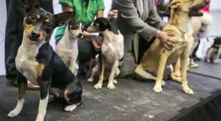 11 dog breeds banned as some Indian cities bring sweeping regulations amid rise in pet attacks