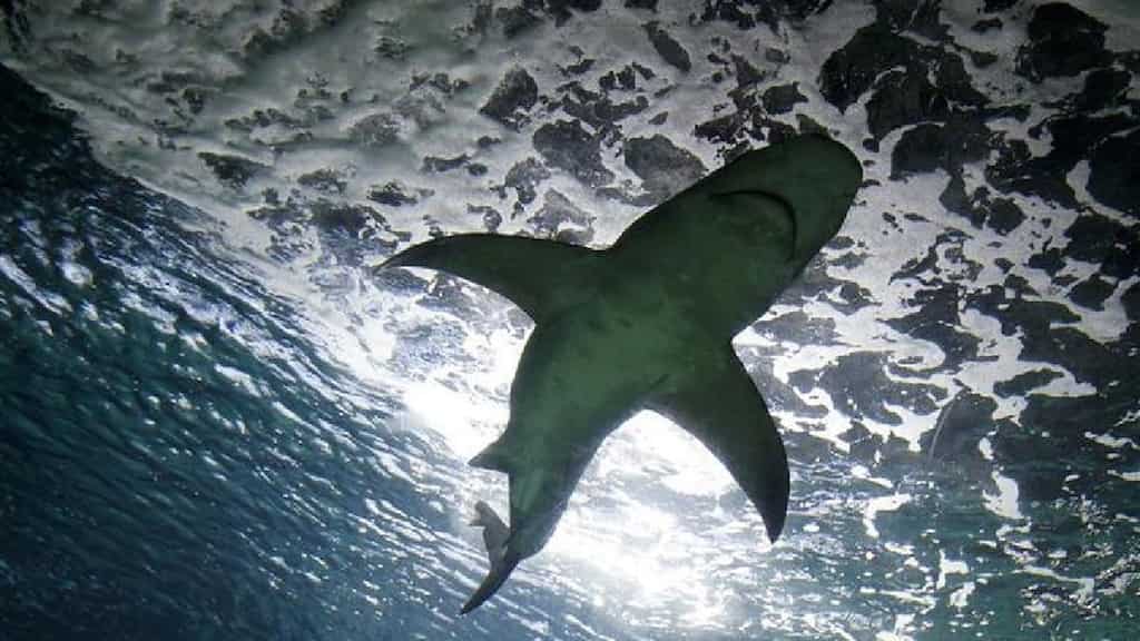 Global wildlife summit plans to grant 'protected' status to sharks hunted for their fins