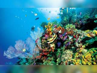 WION Climate Tracker: Extended heat wave hits Australia's coral reefs