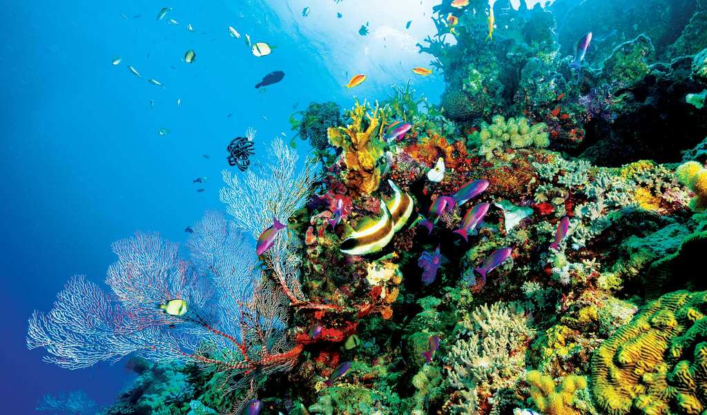 WION Climate Tracker: Extended heat wave hits Australia's coral reefs