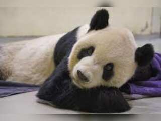Giant Panda Tuan Tuan, gifted by China to Taiwan, dies