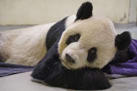 Giant Panda Tuan Tuan, gifted by China to Taiwan, dies