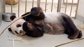 ‘Symbol of goodwill’: China’s gift to Taiwan, beloved panda Tuan Tuan dies