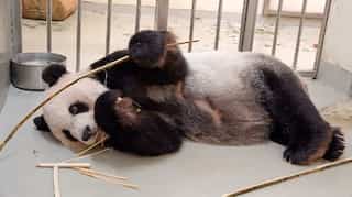 ‘Symbol of goodwill’: China’s gift to Taiwan, beloved panda Tuan Tuan dies
