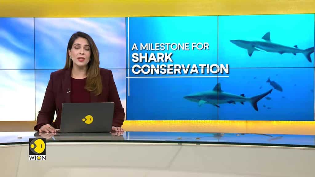 WION Climate Tracker: 200 countries vow to protect Sharks