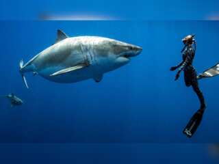 WION Fineprint: Nearly 200 countries vow to protect sharks