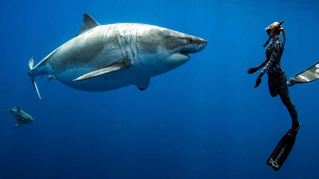 WION Fineprint: Nearly 200 countries vow to protect sharks
