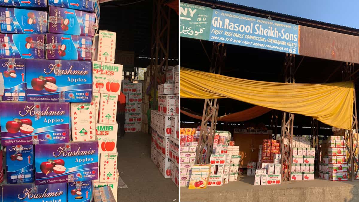 Apple farmers in Kashmir panic as bumper crop, lack of cold storage drive the price down