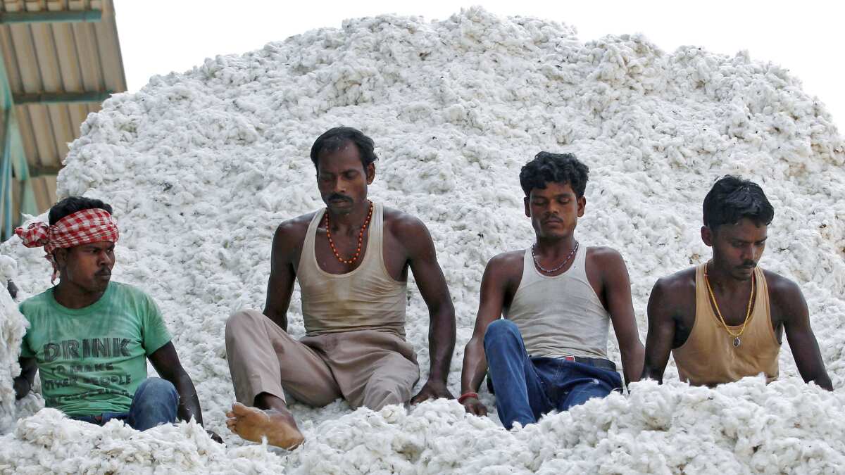 India's cotton exports stall as farmers delay sales hoping for higher prices India's cotton exports stall as farmers delay sales hoping for higher prices