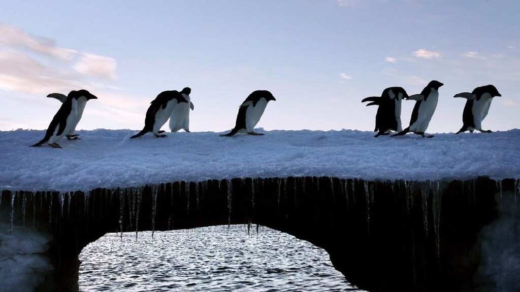 Adélie penguin numbers decline due to 'fast ice' off Australia coast