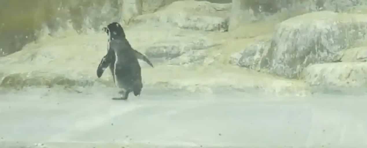 Newborn penguin triplets attract massive crowds in Mumbai Zoo - WATCH Newborn penguin triplets attract massive crowds in Mumbai Zoo - WATCH