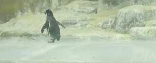 Newborn penguin triplets attract massive crowds in Mumbai Zoo - WATCH