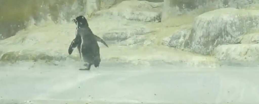 Newborn penguin triplets attract massive crowds in Mumbai Zoo - WATCH