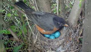 WION Climate Tracker | Research: Birds laying eggs at least 20 days earlier