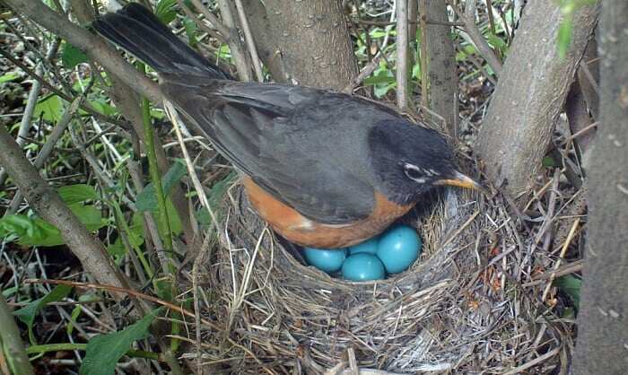 WION Climate Tracker | Research: Birds laying eggs at least 20 days earlier