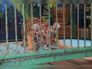 WION Climate Tracker | Study: Animals bred in captivity develop physical changes
