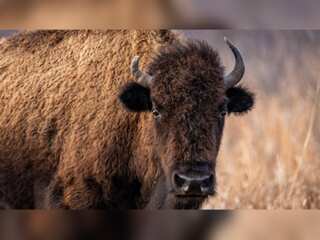WION Climate Tracker: Efforts to restore Bison across North America