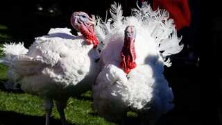 Explained: 'Chocolate' and 'Chip' pardoned from becoming Thanksgiving meals by US President