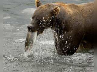 Trending on WION: What did animals eat around 550 million years ago? A new study has answers