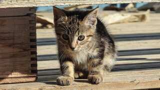 Letting cats go outdoors is risky: Study