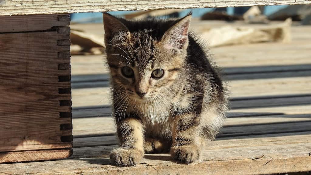 Letting cats go outdoors is risky: Study