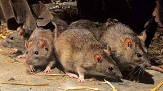 Rats ‘ate up’ 581kg marijuana worth over $73,000, cops tell Indian court