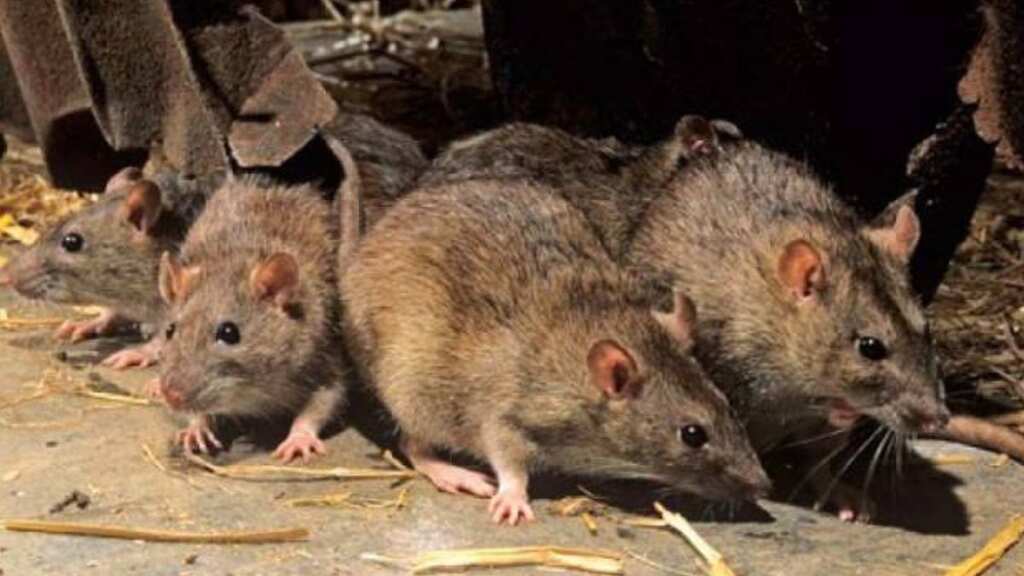 Rats ‘ate up’ 581kg marijuana worth over $73,000, cops tell Indian court