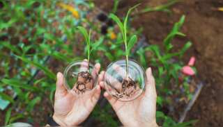 WION Climate Tracker: Plants have been forced to quickly adapt