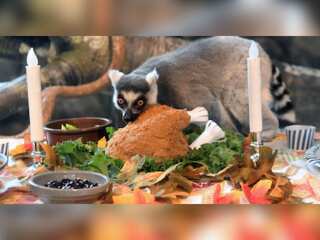 Watch: Lemurs relish mouthwatering thanksgiving feast at Chicago-area zoo