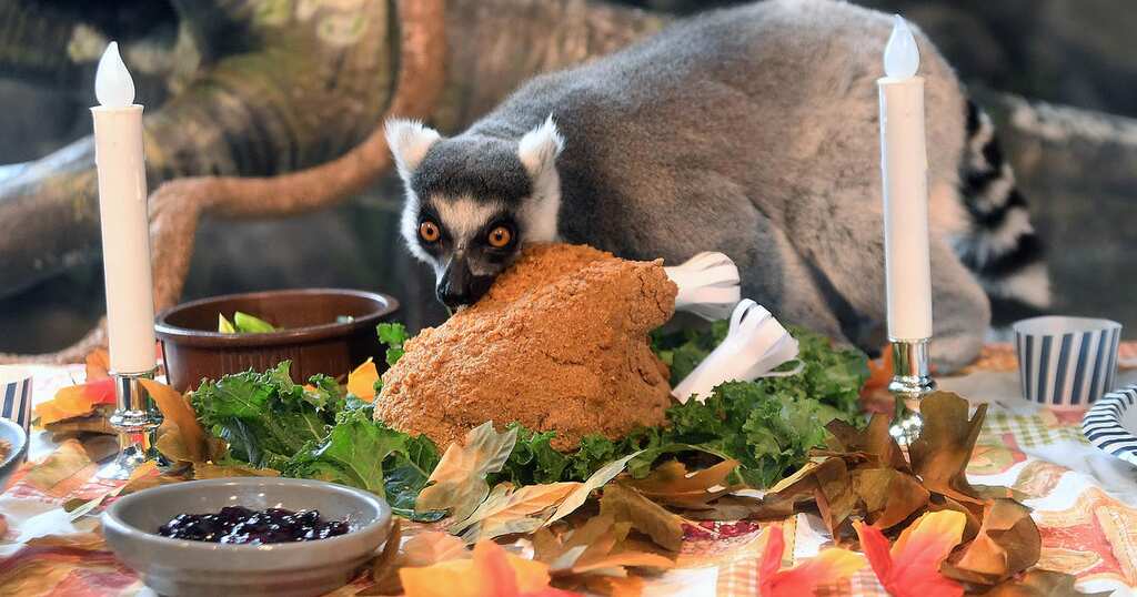 Watch: Lemurs relish mouthwatering thanksgiving feast at Chicago-area zoo