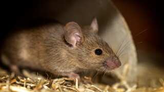New Zealand school kids as young as five trapped, killed over 600 rats in 100 days to preserve biodiversity