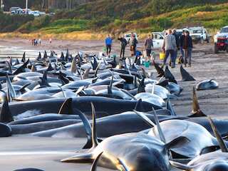 Nearly 200 pilot whales die on Tasmania's west coast after being stranded