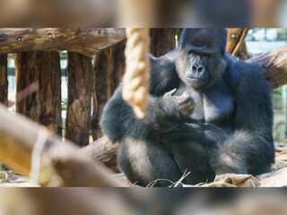 London Zoo welcomes 'Kiburi' the gorilla in the family