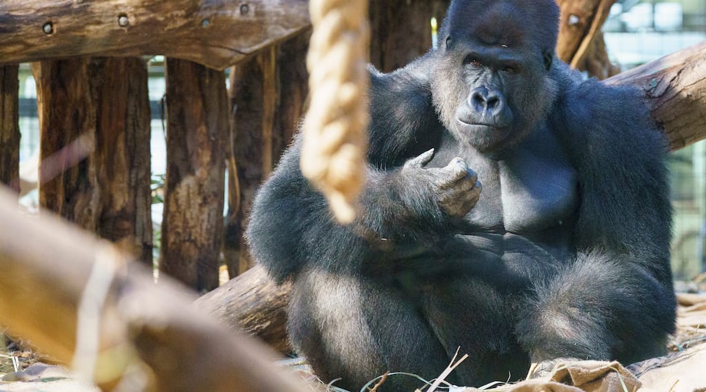 London Zoo welcomes 'Kiburi' the gorilla in the family