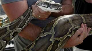 Australia: Five-year-old boy bitten, dragged by python into swimming pool, rescued by family
