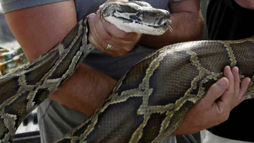Australia: Five-year-old boy bitten, dragged by python into swimming pool, rescued by family