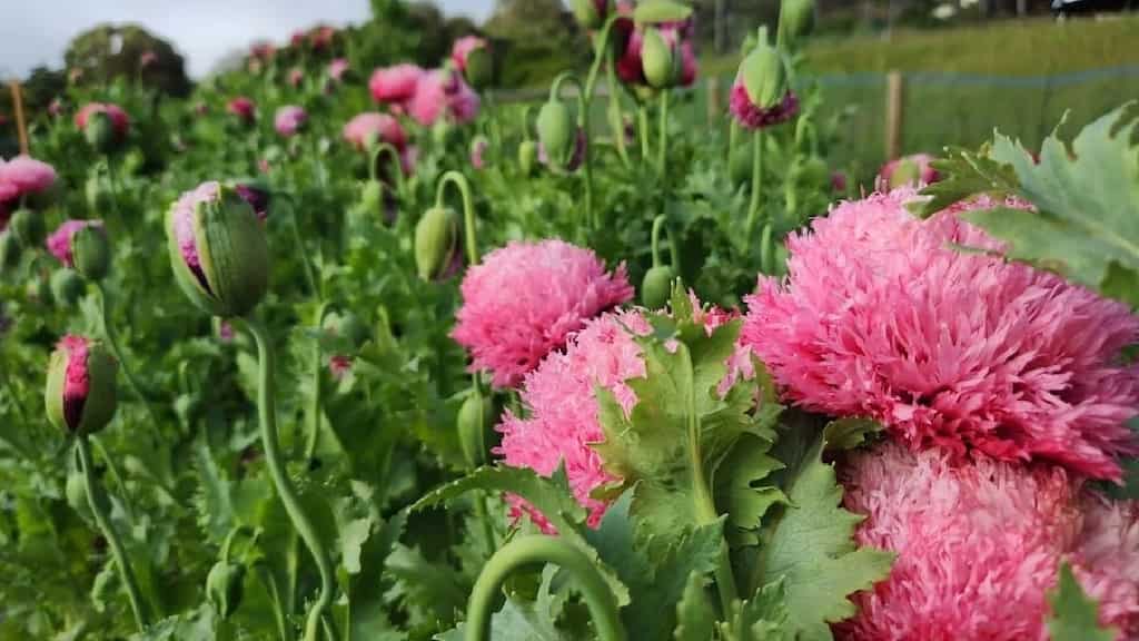 Australia: Authorities destroy flower grower’s ‘really beautiful poppies’, planted by ‘mistake’