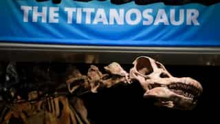 Giant titanosaur, bigger than Dippy the diplodocus, to ‘visit’ London's Natural History Museum