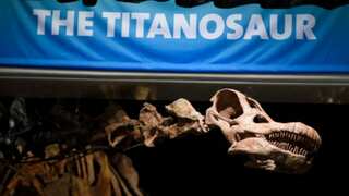 Giant titanosaur, bigger than Dippy the diplodocus, to ‘visit’ London's Natural History Museum