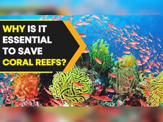 'We need to rethink our role on planet if corals cannot be saved'