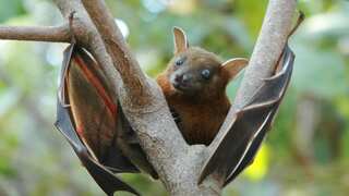 Bats are ‘death metal singers’ with ‘unparalleled’ vocal range: Study