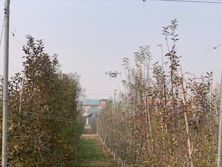 J&K government introduces drones for spraying fertilisers, pesticides in orchards