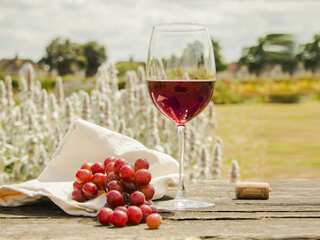 WION Fineprint: Tea & wine may slow down memory decline