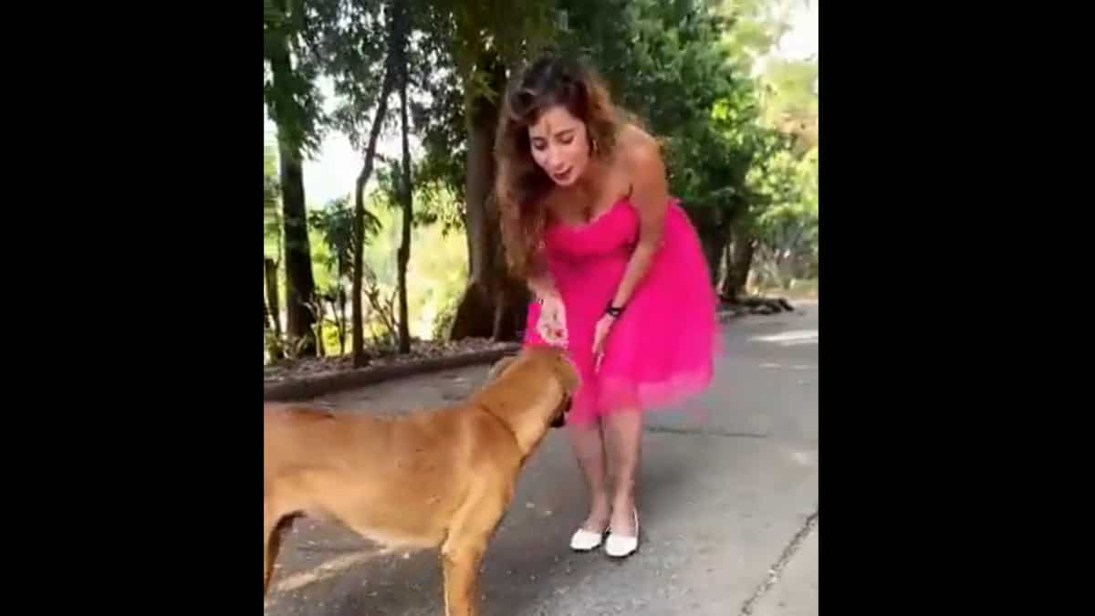 Instagram 'influencer' kicks a dog and calls herself animal lover in a viral video Instagram 'influencer' kicks a dog and calls herself animal lover in a viral video