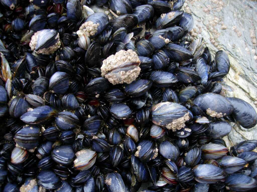 WION Climate Tracker: Alarming decline in UK's native mussels population