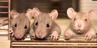 NYC is hiring! Apply if your dream job is to become a rat czar, have 'general aura of badassery'