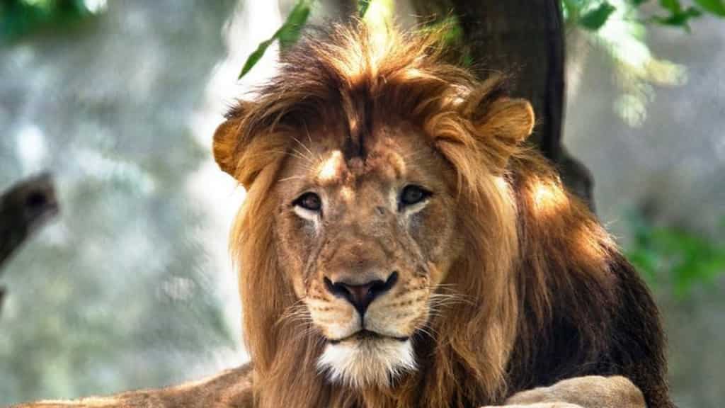 WATCH: Footage show five lions escape from zoo enclosure in Sydney