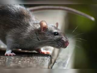 US: New York struggles with rat infestation; city seeks its pied piper
