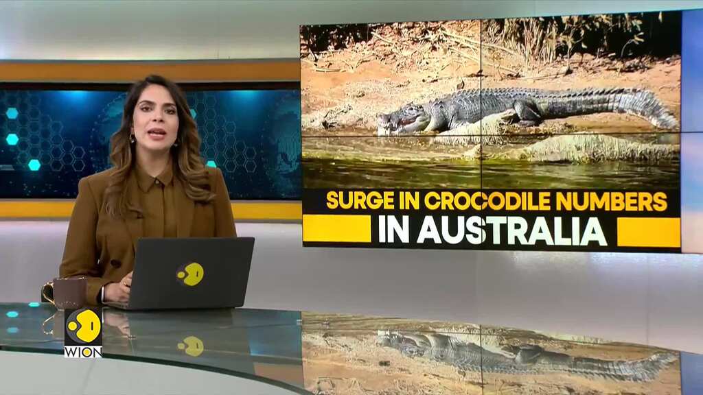 WION Climate Tracker | Surge in crocodile numbers in Australia
